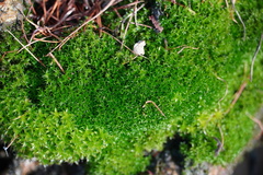 Ceratodon