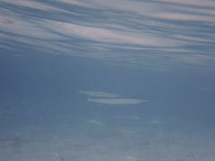 Tylosurus crocodilus