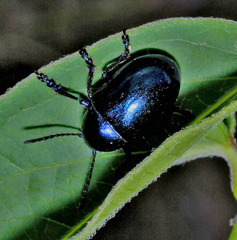 Chrysochus asclepiadeus