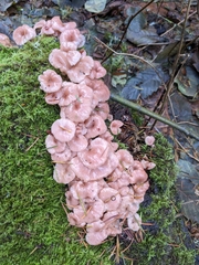 Scytinotus