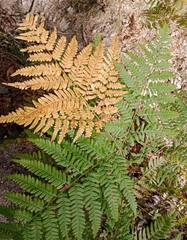Pteridium pinetorum