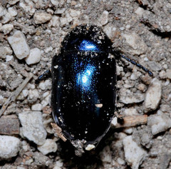 Chrysochus asclepiadeus