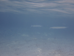 Tylosurus crocodilus