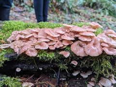 Scytinotus