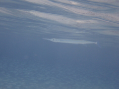 Tylosurus crocodilus