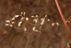 Heuchera micrantha