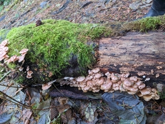 Scytinotus