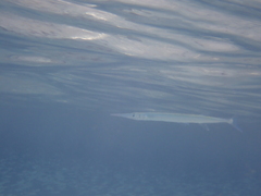 Tylosurus crocodilus