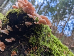 Scytinotus
