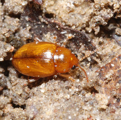 Neocrepidodera ferruginea