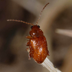 Neocrepidodera ferruginea
