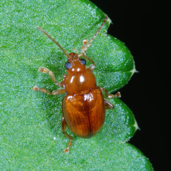 Neocrepidodera ferruginea
