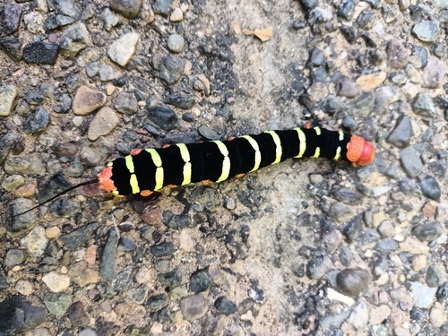 Tetrio Sphinx (Pseudosphinx tetrio)