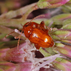 Neocrepidodera ferruginea
