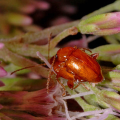 Neocrepidodera ferruginea