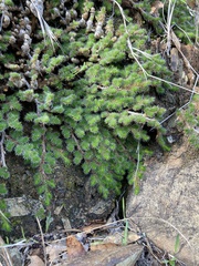 Selaginella hansenii
