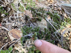 Selaginella hansenii