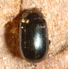 Phratora vulgatissima