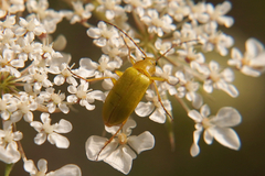 Cteniopus sulphureus