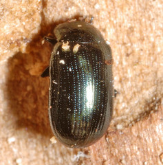 Phratora vulgatissima