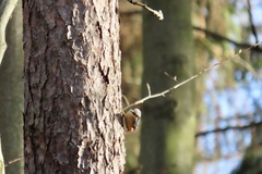 Sitta europaea caesia