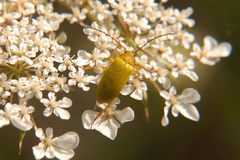 Cteniopus sulphureus