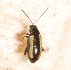 Phyllotreta
