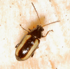Phyllotreta
