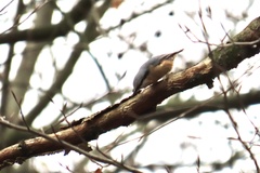 Sitta europaea caesia