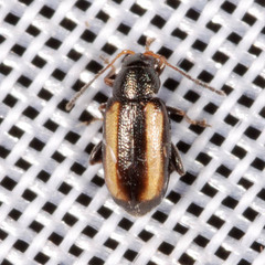 Phyllotreta