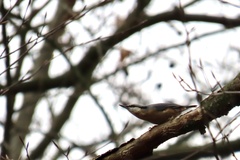 Sitta europaea caesia