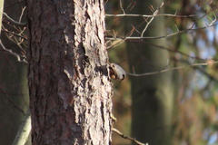 Sitta europaea caesia