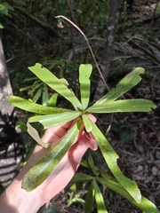Myrsine salicina