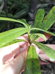 Myrsine salicina