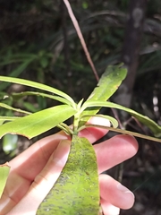 Myrsine salicina