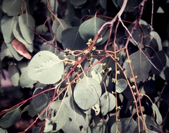 Eucalyptus platyphylla