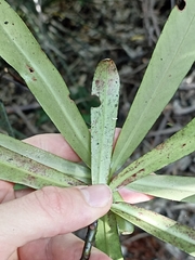 Myrsine salicina