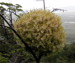 Misodendrum punctulatum