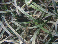 Sphoeroides spengleri