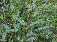 Pimelea xenica