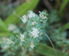 Pimelea xenica