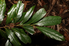 Beilschmiedia obtusifolia