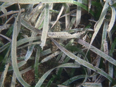 Sphoeroides spengleri