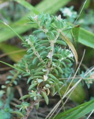 Pimelea xenica