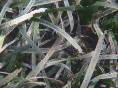 Sphoeroides spengleri