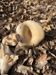 Lactarius alnicola