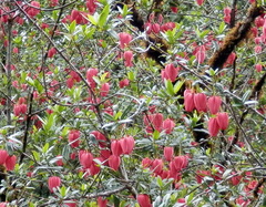 Crinodendron hookerianum