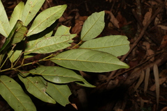 Beilschmiedia obtusifolia