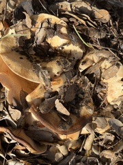 Lactarius alnicola
