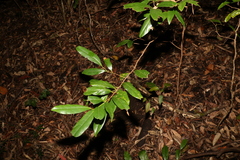 Beilschmiedia obtusifolia